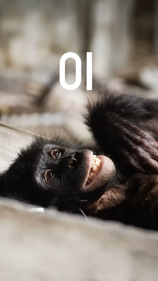 Bonobo recueilli au sanctuaire Lola Ya Bonobo à Kinshasa, premier épisode du voyage humanitaire au Congo